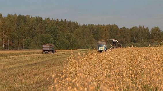 Аграриев Костромской области призывают воспользоваться субсидией по зерну