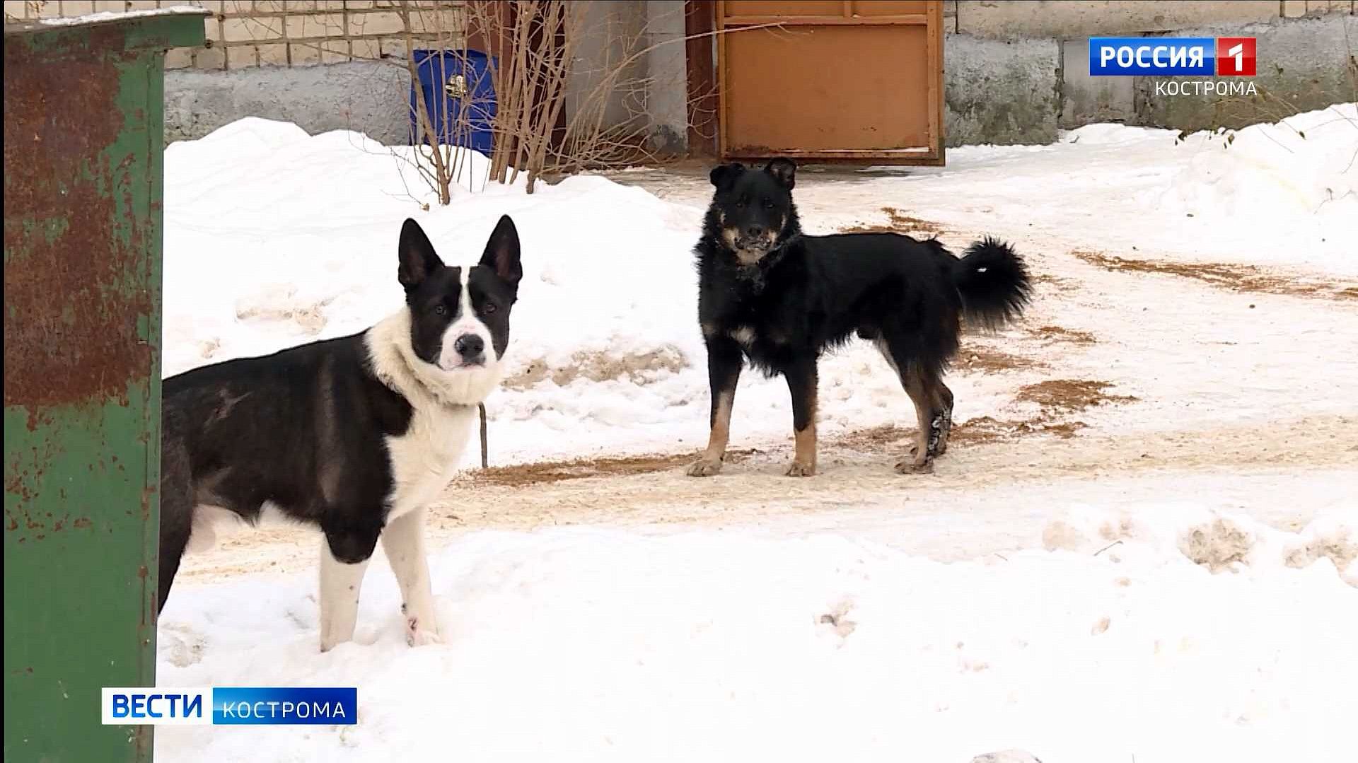 Троих жителей костромского микрорайона Якиманиха покусали бродячие собаки