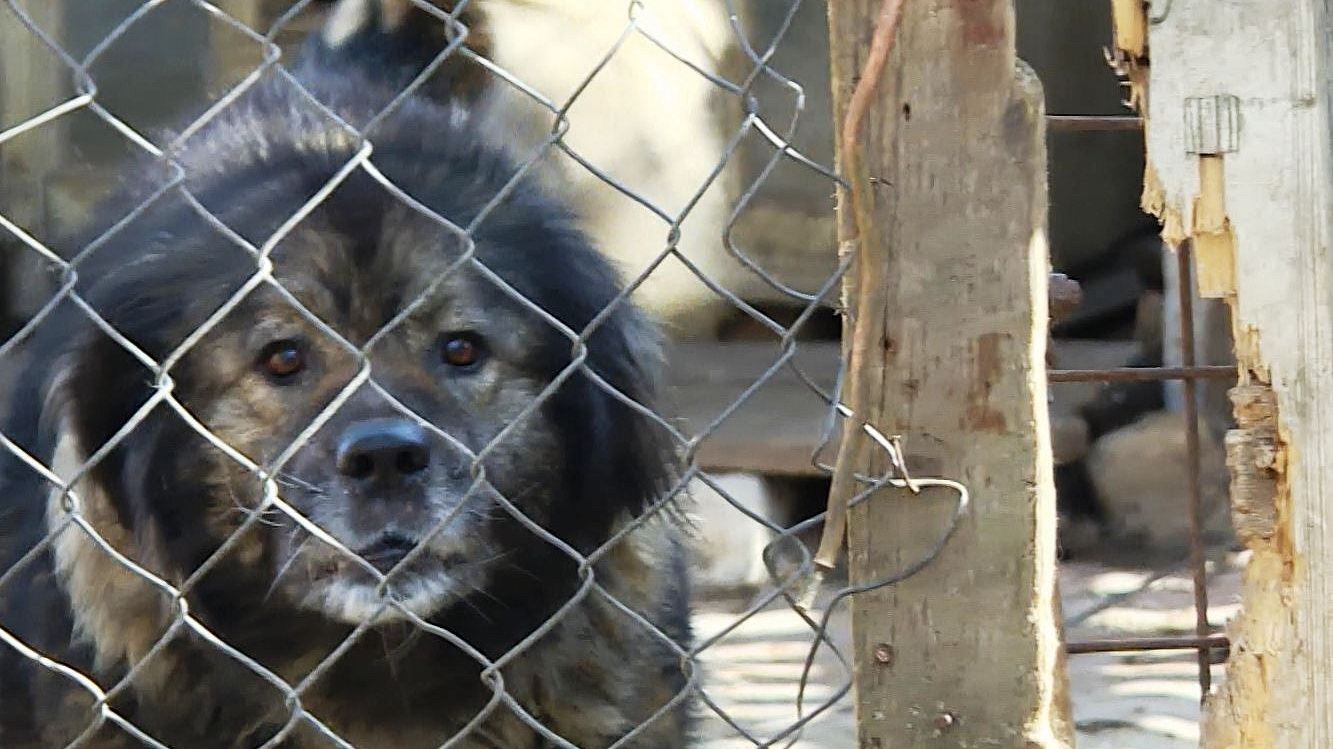 Собака в костромском микрорайоне Малышкове наводит страх на местных жителей