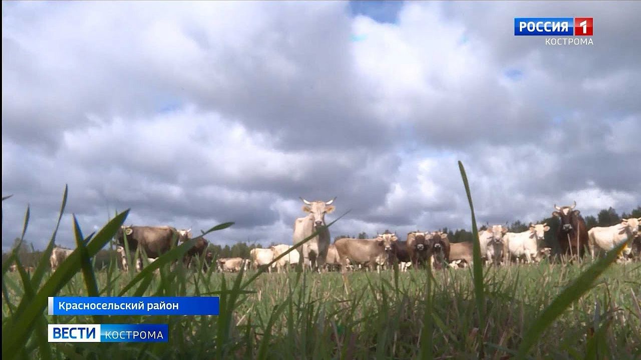 В России растёт спрос на коров костромской породы